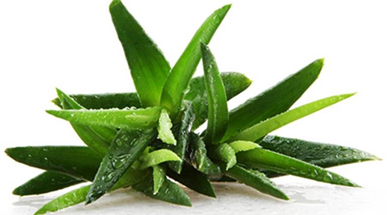 Aloe_Vera_DESKTOP cropped(3)