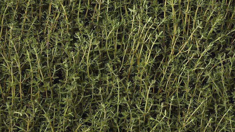 parterre thym carre MOBILE
