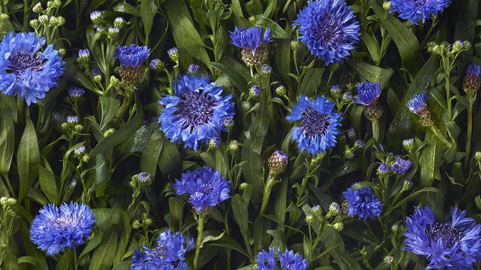 Parterre Bleuets 1 carre DESKTOP