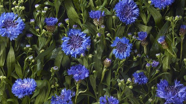 Parterre Bleuets 1 carre MOBILE