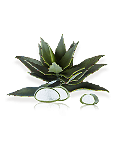 ingredient_aloe
