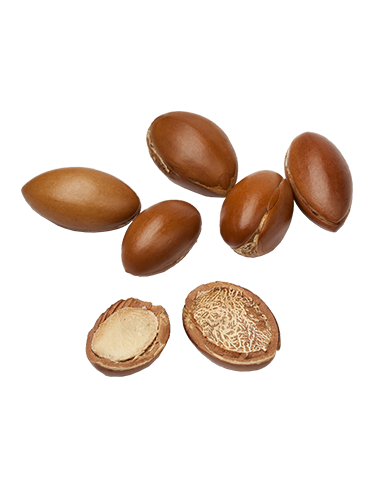 Ingredient ARGAN 373x488