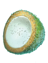 Ingredient-COCO-373x488