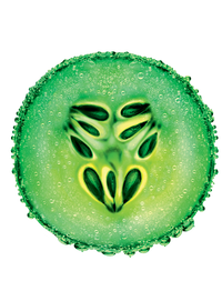 Ingredient-CONCOMBRE-373x488