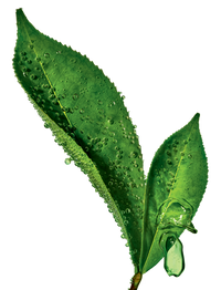 Ingredient-THE_VERT-373x488