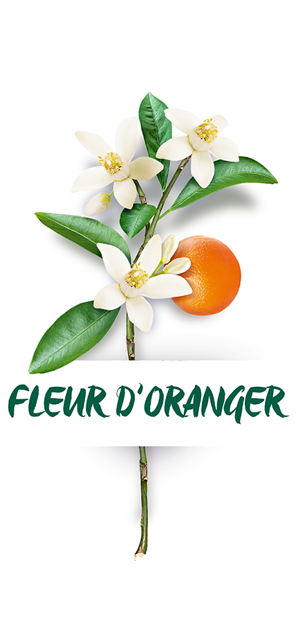 Herbier Fleur d'Oranger