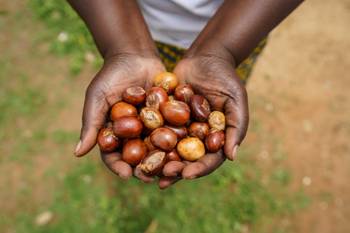DMI Garnier Green Beauty Sourcing Shea Butter OLVEA ZONGOMA CEUILLETTE