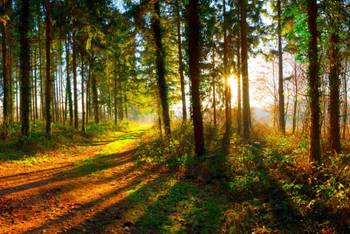 take care for the forest