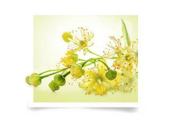 tilleul,provence, bouquet, ingrédient, shampooing